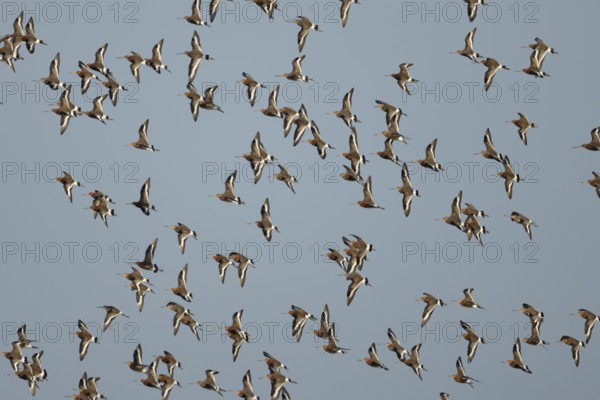Black tailed godwit (Limosa limosa) adult wading birds in flight in a flock, England, United Kingdom