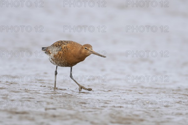 Black tailed godwit (Limosa limosa) adult male wader bird in summer plumage on a mudflat, England, United Kingdom