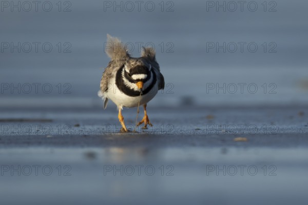 Ringed plover (Charadrius hiaticula) adult wader bird feeding on a worm on a beach, England, United Kingdom