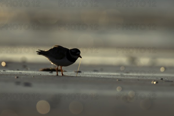 Ringed plover (Charadrius hiaticula) silhouette of an adult wader bird feeding on a worm on a beach at sunset, England, United Kingdom