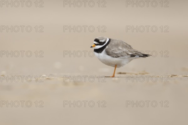 Ringed plover (Charadrius hiaticula) adult wader bird on a beach, England, United Kingdom