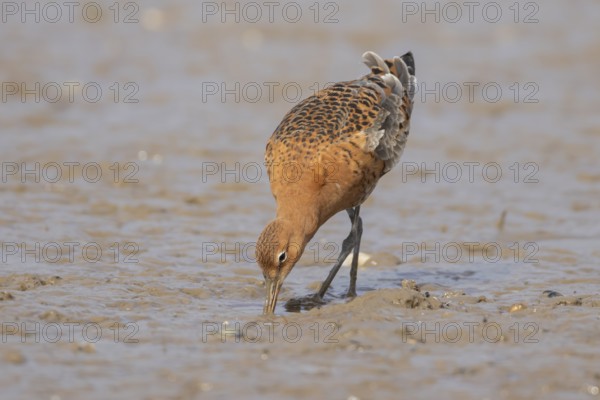 Black tailed godwit (Limosa limosa) adult male wader bird in summer plumage feeding on a mudflat, England, United Kingdom