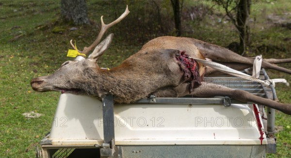 Trailer with dead stag deer killed in a hunt, Selva de Oza, Valle de Hecho, Pyrenees Mountains, Huesca province, Aragon, Spain