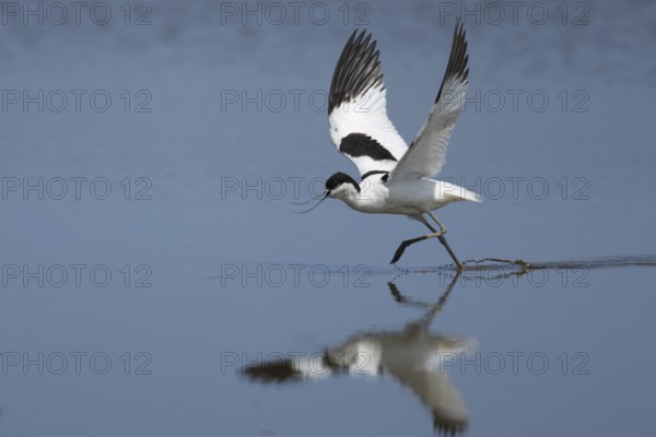 Pied avocet (Recurvirostra avosetta) adult wader bird taking off in flight over water of a lagoon in summer, England, United Kingdom