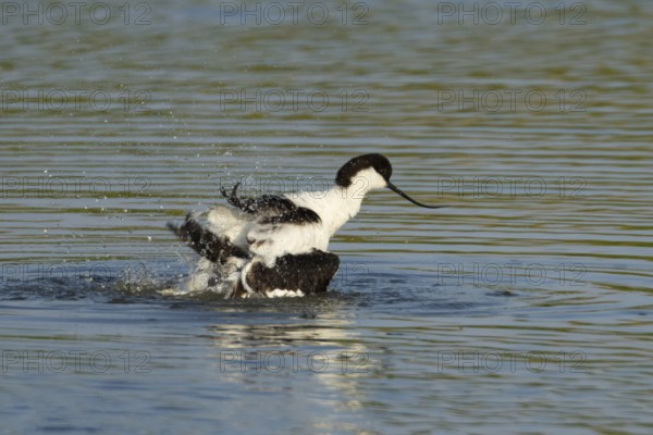 Pied avocet (Recurvirostra avosetta) adult wader bird bathing in water of a shallow lagoon in summer, England, United Kingdom