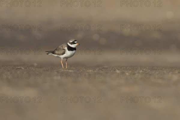 Ringed plover (Charadrius hiaticula) adult wader bird on a beach in summer, England, United Kingdom