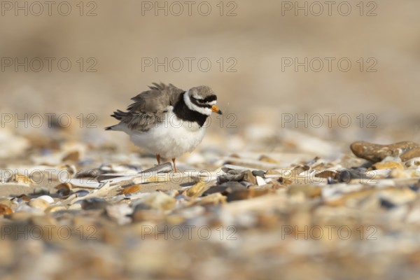 Ringed plover (Charadrius hiaticula) adult wader bird on a shingle beach in summer, England, United Kingdom