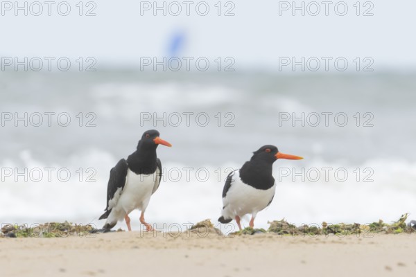 Euasian oystercatcher (Haematopus ostralegus) two adult wader birds on a beach in summer, England, United Kingdom