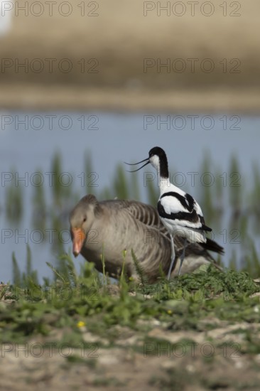 Pied avocet (Recurvirostra avosetta) adult wader bird calling on an island in a lagoon in summer, England, United Kingdom