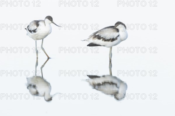 Pied avocet (Recurvirostra avosetta) two adult wader birds in water of a shallow lagoon in summer, England, United Kingdom
