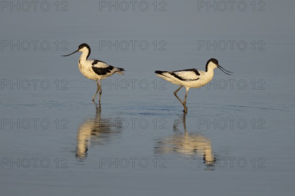 Pied avocet (Recurvirostra avosetta) two adult wader birds in a shallow lagoon in summer, England, United Kingdom