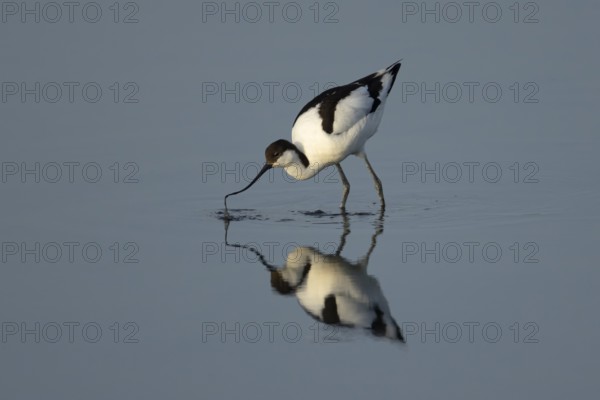 Pied avocet (Recurvirostra avosetta) adult wader bird feeding in water of a shallow lagoon in summer, England, United Kingdom