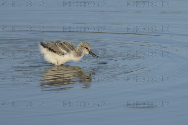 Pied avocet (Recurvirostra avosetta) juvenile wader baby bird feeding in a shallow lagoon in summer, England, United Kingdom