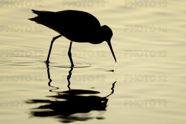 Spotted redshank (Tringa erythropus) silhouette of an adult wader bird feeding in a shallow lagoon at sunset, England, United Kingdom