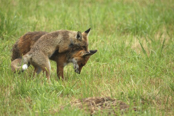 Red fox (Vulpes vulpes) male and weaned kitten, invitation to play on mown meadow in light rain, Allgäu, Bavaria, Germany, Allgäu, Bavaria, Germany