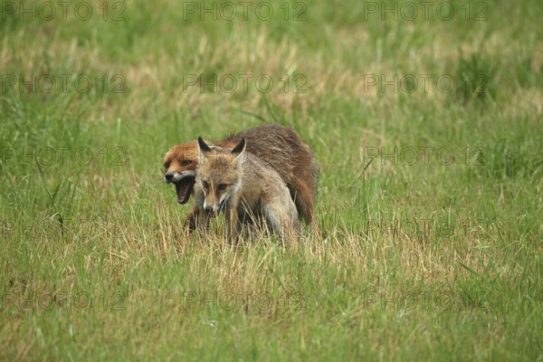 Red fox (Vulpes vulpes) male bites away weaned young, should finally become independent, mown meadow, light rain, Allgäu, Bavaria, Germany, Allgäu, Bavaria, Germany