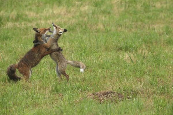 Red fox (Vulpes vulpes) male and weaned young playing on a mown meadow in light rain, Allgäu, Bavaria, Germany, Allgäu, Bavaria, Germany