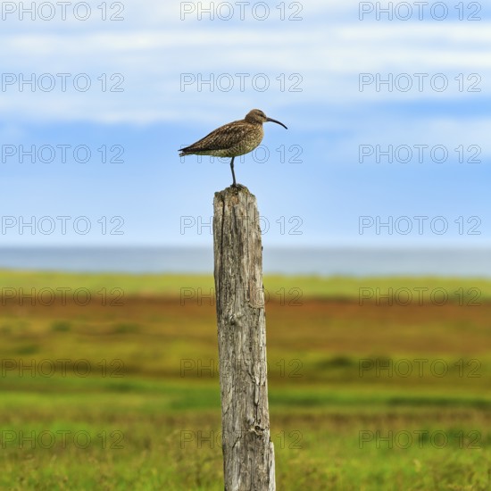 Whimbrel (Numenius phaeopus) on the lookout, birdwatching, Snæfellsnes Peninsula, Snaefellsnes, West Iceland, Iceland