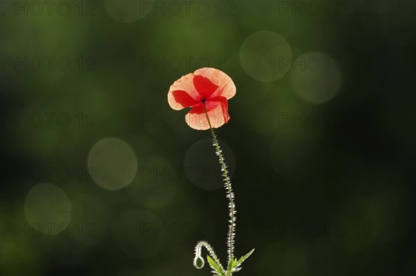 Poppy flower, backlight, Lans Flare, macro, beautiful, glow, red, hairy stem, North Rhine-Westphalia, Germany, A single poppy flower backlit against a dark background with flare spots