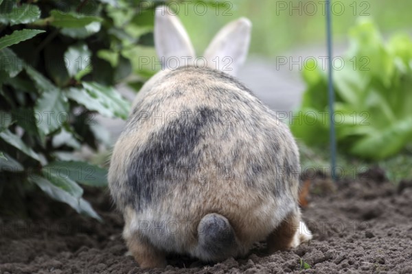 Domestic rabbit (Oryctolagus cuniculus domestica), rump, vegetable patch, funny, Germany, From behind you can see a rabbit sitting in a vegetable patch. It is looking at a head of lettuce