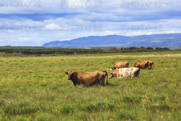 Cows, cattle in a meadow, grazing, Reykholt, Reykholtsdalur, Iceland