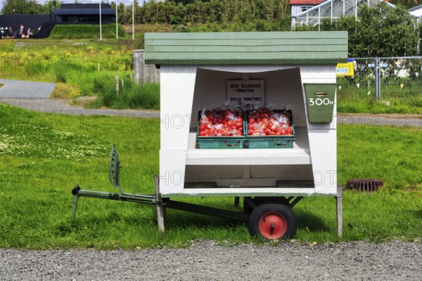 Stall in a meadow, two boxes of fresh local tomatoes from the greenhouses heated with geothermal energy, hot springs Deildartunguhver, Reykholt, Reykholtsdalur, Iceland