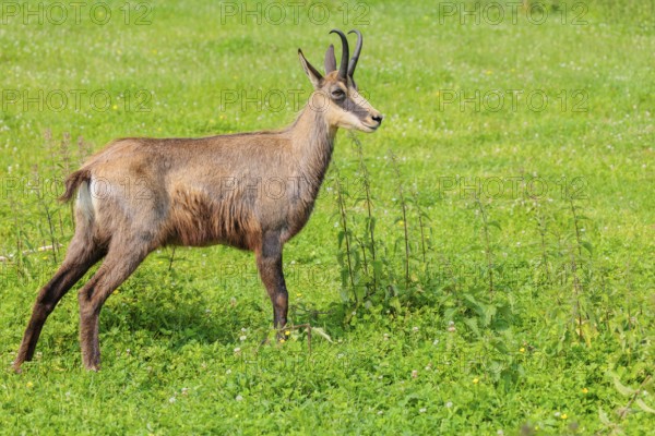 An adult chamois (Rupicapra rupicapra) stands in a green meadow on a sunny day.. Tyrol, Austria