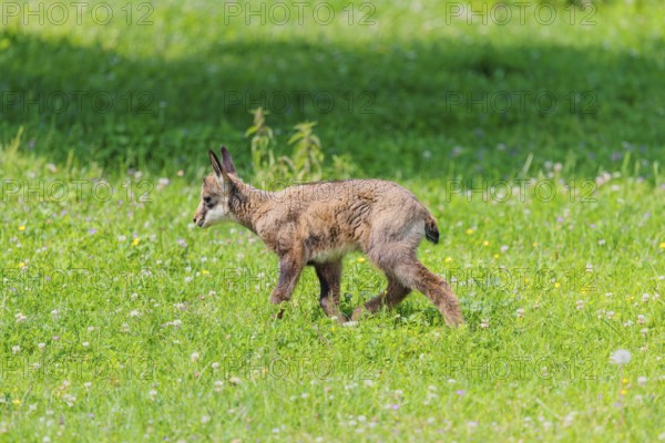 A young chamois (Rupicapra rupicapra) runs across a green meadow on a sunny day.. Tyrol, Austria