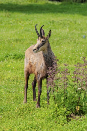 An adult chamois (Rupicapra rupicapra) stands in a green meadow on a sunny day.. Tyrol, Austria