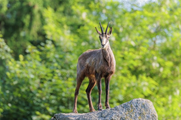 An adult female chamois (Rupicapra rupicapra) stands on a rock in beautiful light. A forest can be seen in the background.. Tyrol, Austria