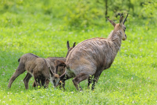 An adult female chamois (Rupicapra rupicapra) stands urinating on a green meadow. One of her two young stands behind her and sniffs the urine. Tyrol, Austria