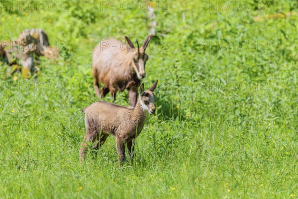 An adult chamois (Rupicapra rupicapra) walks with its young through the tall grass of a green meadow on a sunny day.. Tyrol, Austria