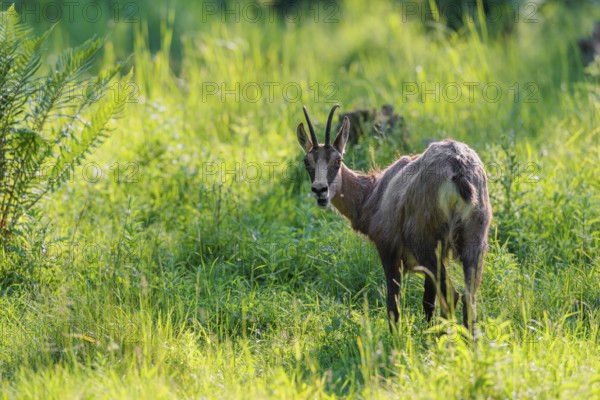 An adult chamois (Rupicapra rupicapra) stands in the tall grass of a green meadow on a sunny day.. Tyrol, Austria