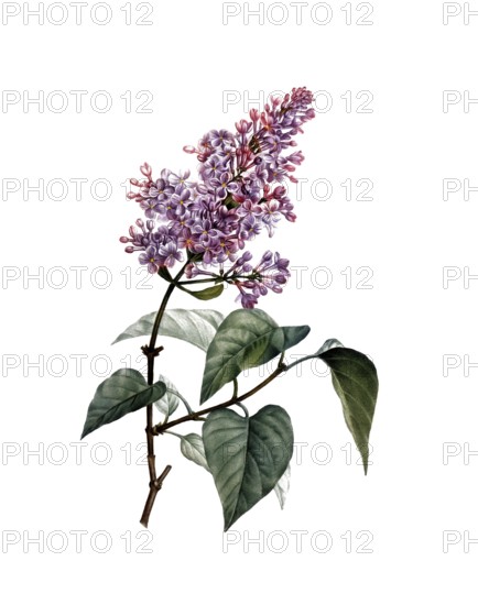 Common Lilac, Syringa vulgaris, after an illustration by Pierre Joseph Redoute, digitally restored reproduction of a 19th century original, Historical