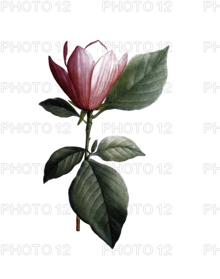 Lily magnolia, Magnolia discolor, after an illustration by Pierre Joseph Redoute, digitally restored reproduction of a 19th century original, historical