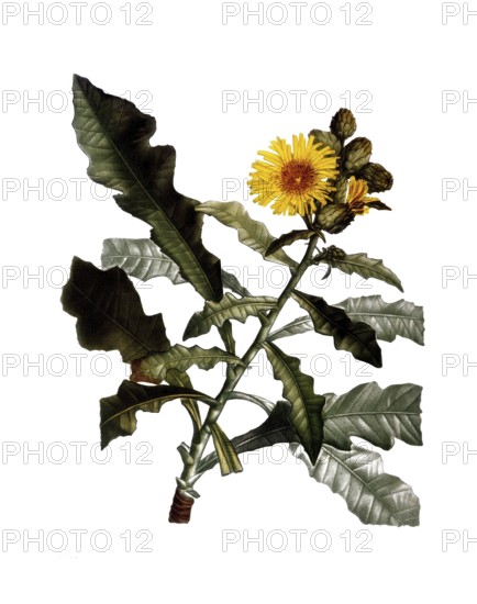 Shrubby sow thistle, Sow thistles, Sonchus fruticosus, after an illustration by Pierre Joseph Redoute, digitally restored reproduction of an original from the 19th century, Historical