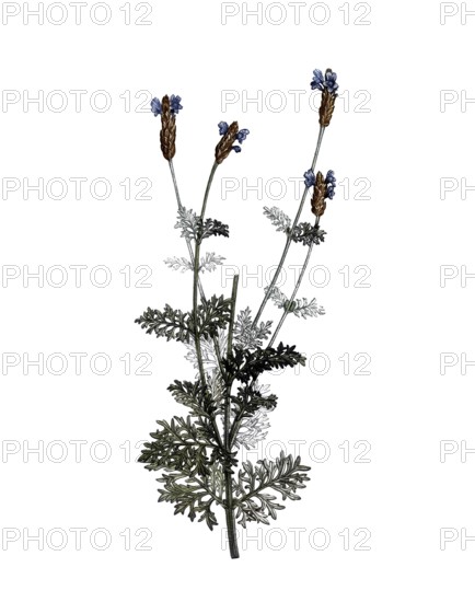 Crested Lavender, French Lavender, Lavandula stoechas, after an illustration by Pierre Joseph Redoute, digitally restored reproduction of a 19th century original, Historical
