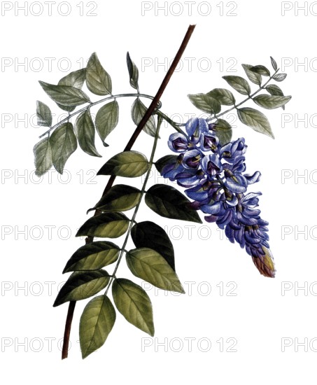 American blue rain, Glycine frutescens, after an illustration by Pierre Joseph Redoute, digitally restored reproduction of a 19th century model, Historical
