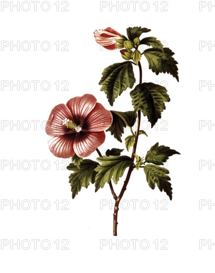 Bush hibiscus, Rose of Sharon, Hibiscus syriacus, after an illustration by Pancrace Bessa, digitally restored reproduction of a 19th century original, Historic
