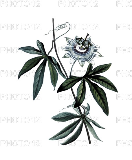 Blue passion flower, Passiflora caerulea, after an illustration by Pierre Joseph Redoute, digitally restored reproduction of a 19th century original, Historical