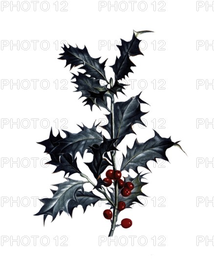 European holly, Ilex aquifolium, after an illustration by Pierre Joseph Redoute, digitally restored reproduction of an original from the 19th century, Historical