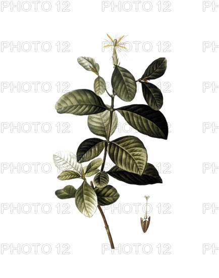 Gardenia, Gardenia florida, after an illustration by Pierre Joseph Redoute, digitally restored reproduction of an original from the 19th century, Historical