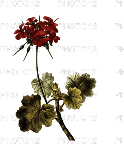 Scarlet geranium, Cranesbill, Geranium inquinans, after an illustration by Pancrace Bessa, digitally restored reproduction of an original from the 19th century, Historical