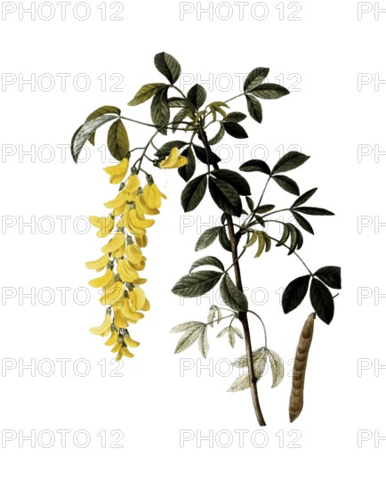 Laburnum anagyroides, Golden Chain, Cytisus laburnum, after an illustration by Pierre Joseph Redoute, digitally restored reproduction of a 19th century original, Historical