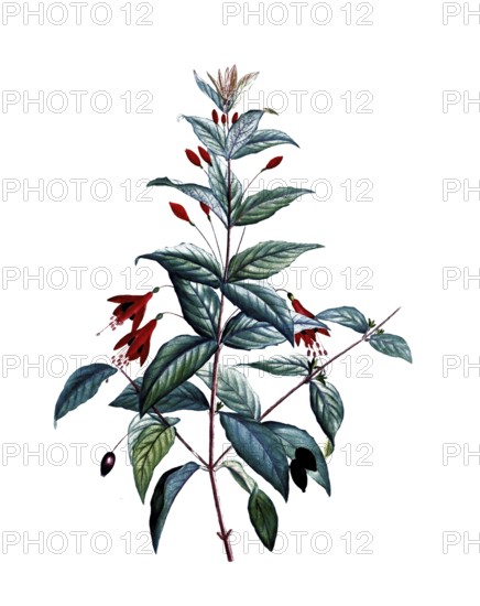 Scarlet Fuchsia, Fuchsia magellanica, after an illustration by Pierre Joseph Redoute, digitally restored reproduction of a 19th century model, Historical