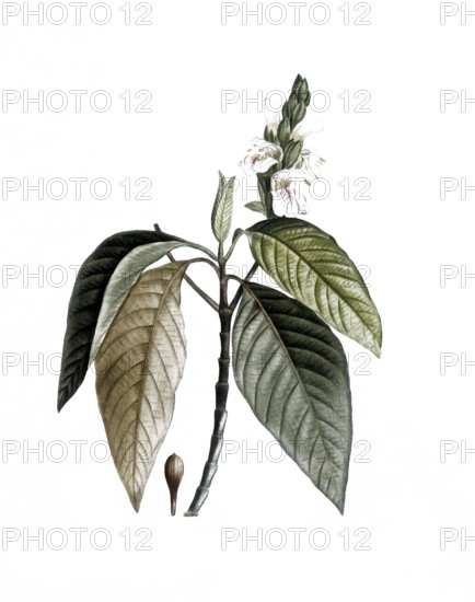 Justicia adhatoda, also known as adhatoda plant, malabar nut or vasica, Justicia adhatoda, after an illustration by Pierre Joseph Redoute, digitally restored reproduction of a 19th century original, Historical