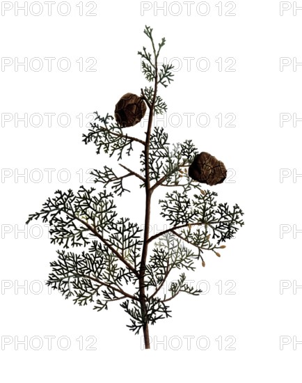 Mediterranean Cypress, Cupressus sempervirens, after an illustration by Pierre Joseph Redoute, digitally restored reproduction of an original from the 19th century, Historical