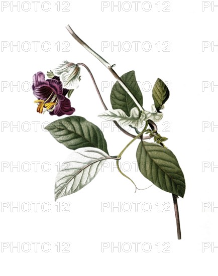 Bell vine, Cup and saucer vine, Cobaea scandens, after an illustration by Pierre Joseph Redoute, digitally restored reproduction of an original from the 19th century, Historical