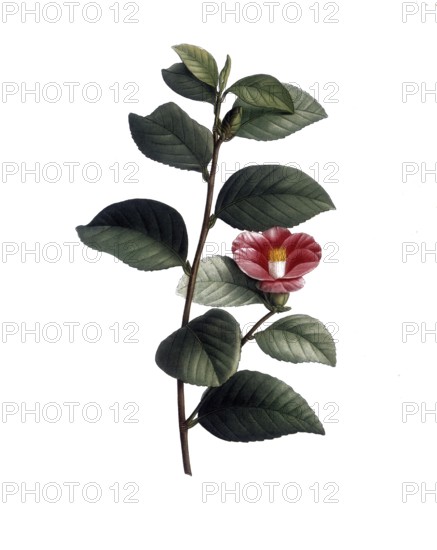 Japanese camellia, Camellia japonica, after an illustration by Pierre Joseph Redoute, digitally restored reproduction of a 19th century original, Historical