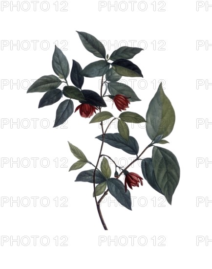 Sweetshrub, spice bush, Calycanthus nanus, after an illustration by Pierre Joseph Redoute, digitally restored reproduction of an original from the 19th century, Historical